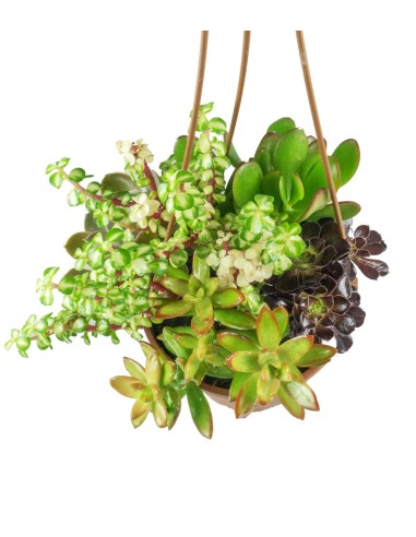 Ciotola succulente Mix