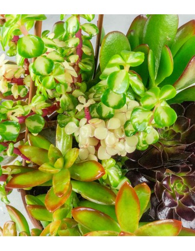 Ciotola succulente Mix