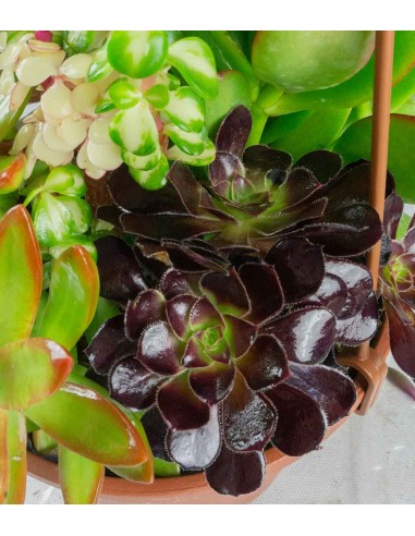 Ciotola succulente Mix