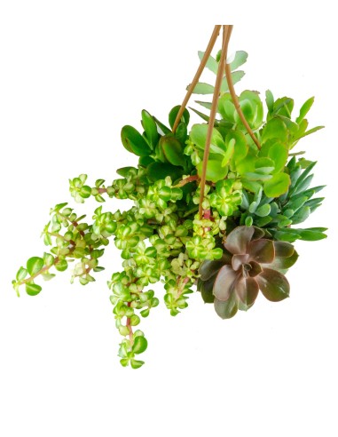 Ciotola succulente Mix