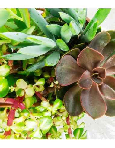 Ciotola succulente Mix