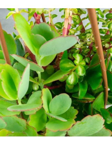 Ciotola succulente Mix