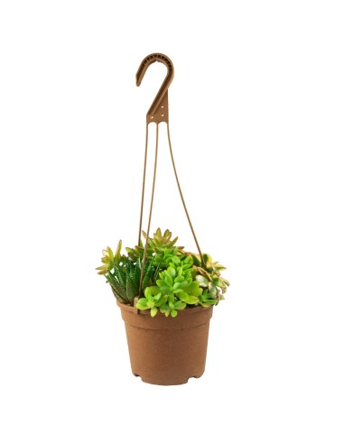 Ciotola succulente Mix