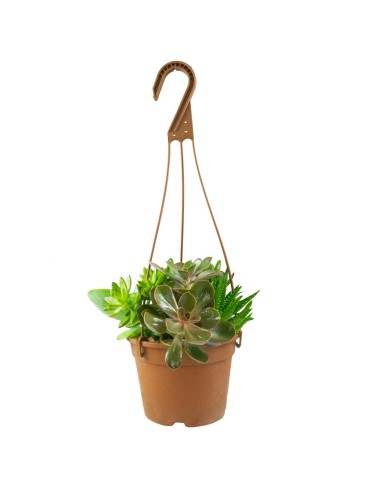 Ciotola succulente Mix
