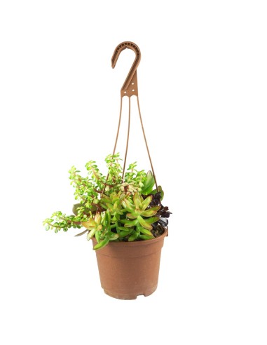 Ciotola succulente Mix