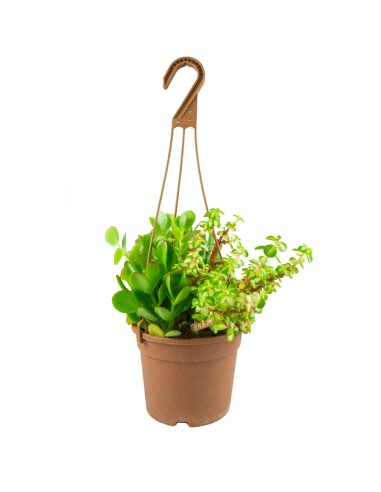 Ciotola succulente Mix