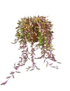 Senecio purple Flush