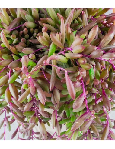 Senecio purple Flush