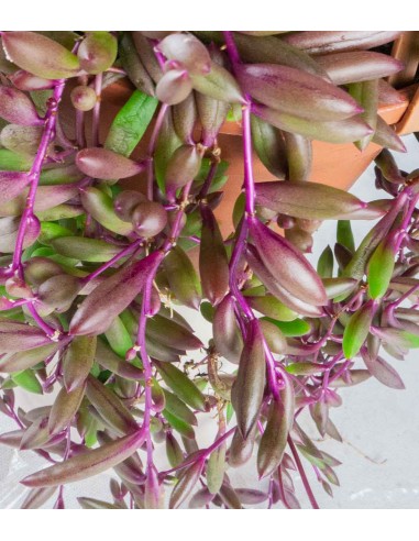 Senecio purple Flush