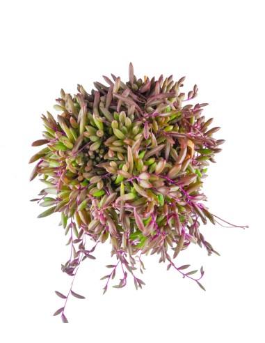 Senecio purple Flush