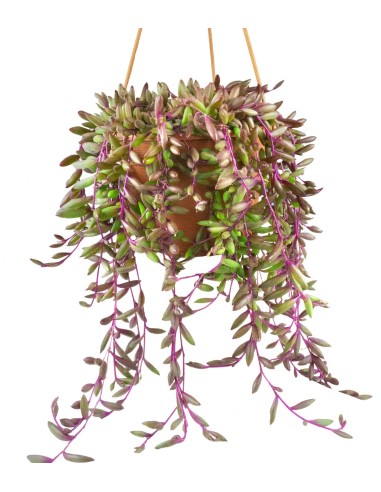 Senecio purple Flush