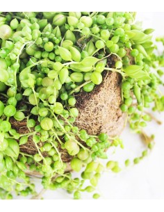 Senecio rowleyanus 2