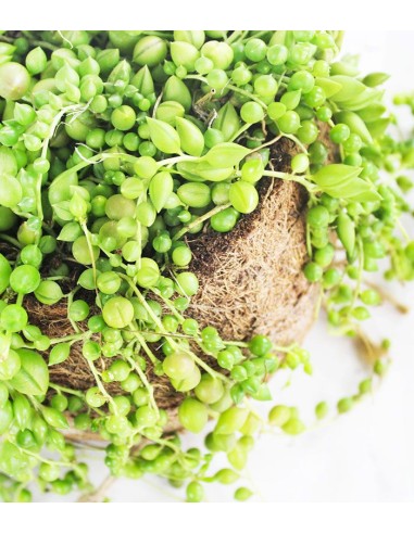 Senecio rowleyanus