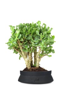 Crassula arborescens