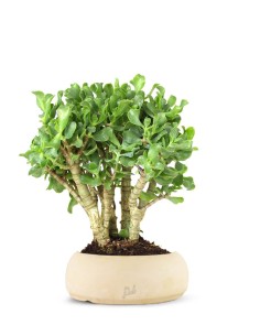 Crassula arborescens 2