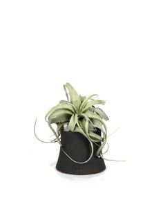 Tillandsia con vaso Flob