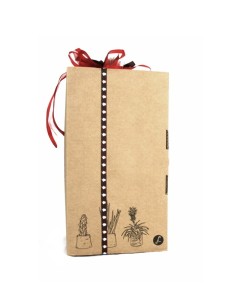 Tillandsia con vaso Flob 2