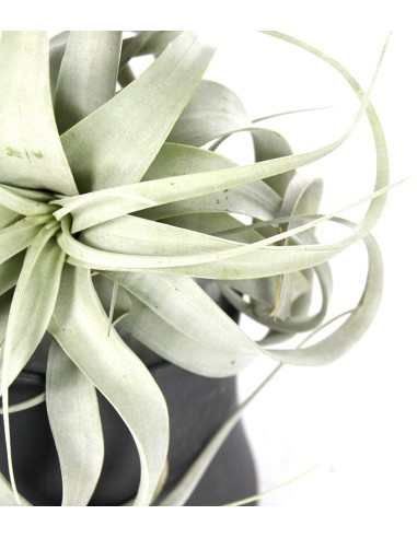 Tillandsia con vaso Flob