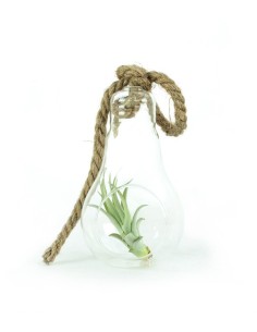 Tillandsia in vetro Flob