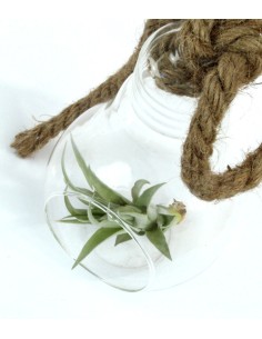 Tillandsia in vetro Flob 2