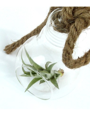 Tillandsia in vetro Flob
