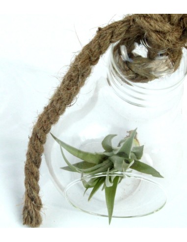 Tillandsia in vetro Flob