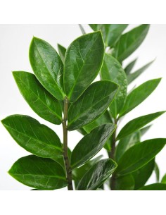 Zamia - Zamioculcas zamiifolia 2