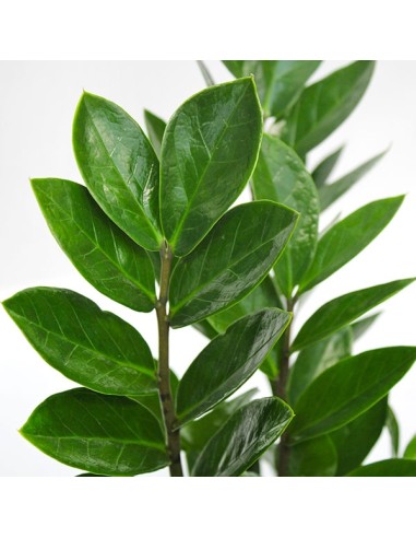 Zamia - Zamioculcas zamiifolia