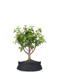 Portulacaria Bonsai M