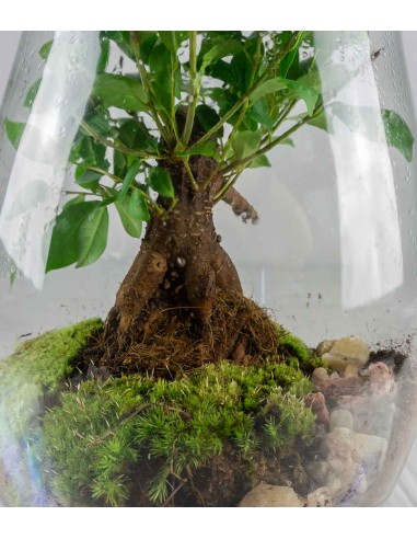 Ficus Ginseng in terrario con LED