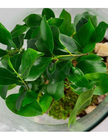 Ficus Ginseng in terrario con LED