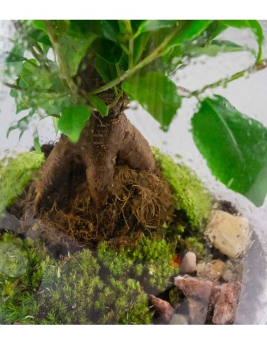 Ficus Ginseng in terrario con LED
