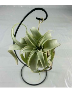 Tillandsia appesa in ferro 2