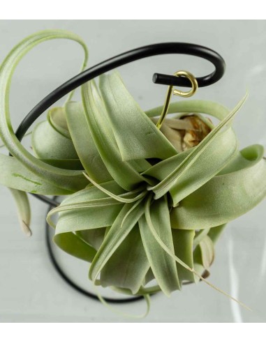 Tillandsia appesa in ferro