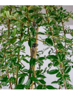 Cotoneaster Coral Beauty 2