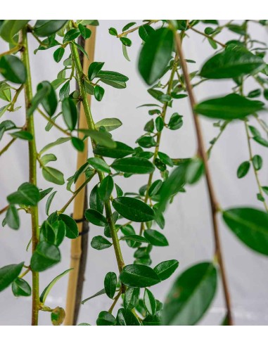 Cotoneaster Coral Beauty