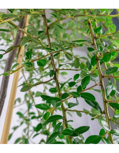 Cotoneaster Coral Beauty