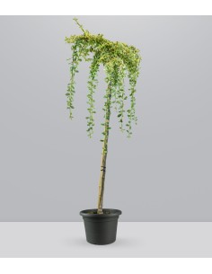 Cotoneaster Suecicus Juliette