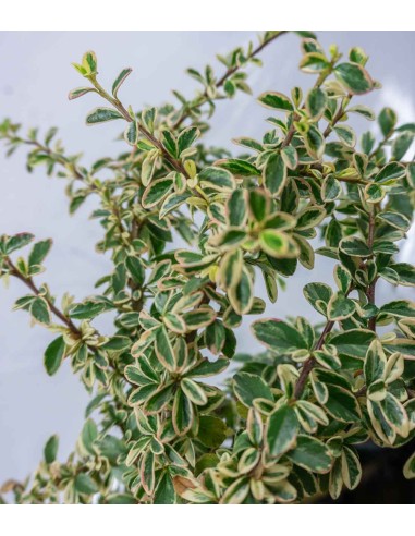 Cotoneaster Suecicus Juliette