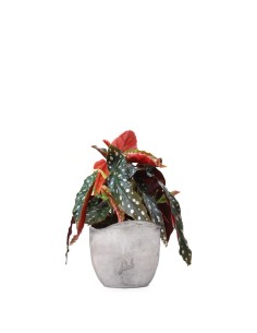 Begonia Maculata Wightii... 2