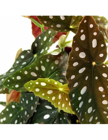 Begonia Maculata Wightii vaso 12