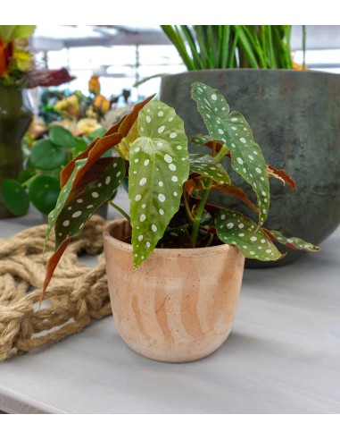 Begonia Maculata Wightii vaso 14