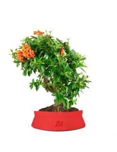 Pyracantha