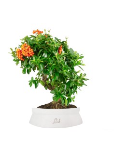 Pyracantha 2
