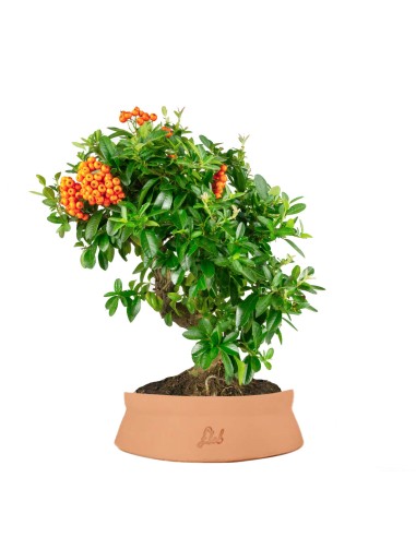 Pyracantha