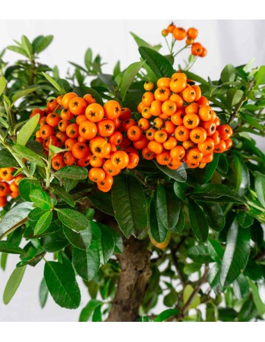 Pyracantha