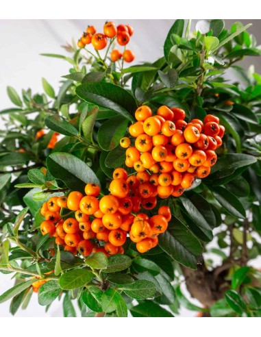 Pyracantha