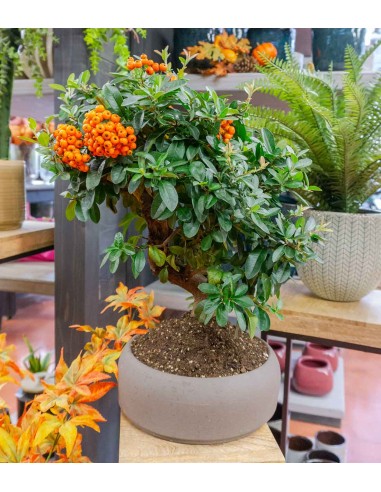 Pyracantha Pyracantha