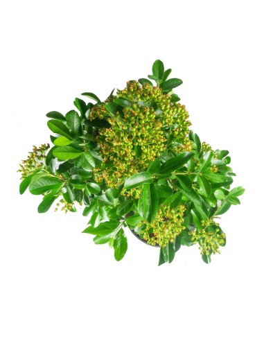 Pyracantha Pyracantha