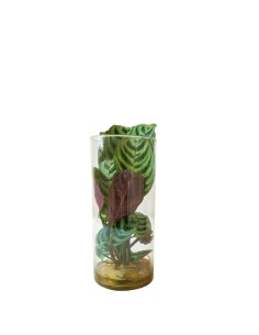 Calathea idroponica con led